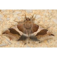 /filer/webapps/moths/media/images/T/torrida_Dysgonia_A_Heyns_01.JPG