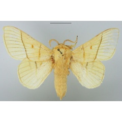 /filer/webapps/moths/media/images/M/monteiroi_Trichopisthia_AM_TMSA.jpg