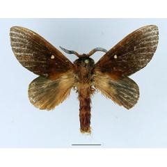 /filer/webapps/moths/media/images/C/carnegiei_Pachymetana_AM_Basquin_01.jpg