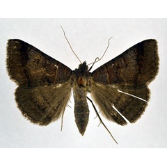 /filer/webapps/moths/media/images/M/mutuaria_Mocis_AF_NHMO.jpg