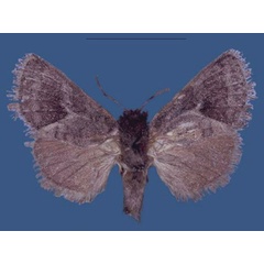 /filer/webapps/moths/media/images/L/latifasciata_Metarbela_HT_NHMUK.jpg