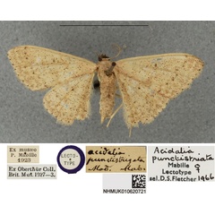 /filer/webapps/moths/media/images/P/punctistriata_Scopula_LT_BMNHa.jpg