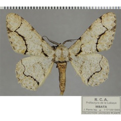 /filer/webapps/moths/media/images/S/splendens_Colocleora_AM_ZSMa.jpg