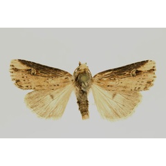 /filer/webapps/moths/media/images/S/semicirculosa_Hyperfrontia_AM_RMCA.jpg