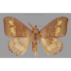 /filer/webapps/moths/media/images/L/laura_Hapsimachogonia_HT_MHNG.jpg