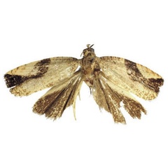 /filer/webapps/moths/media/images/I/insolenta_Megalota_HT_RMCA.jpg