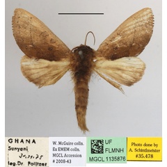 /filer/webapps/moths/media/images/B/bernardii_Scalmicauda_A_MGCLa_04.JPG