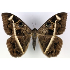 /filer/webapps/moths/media/images/M/magus_Cyligramma_AF_RMCA.jpg