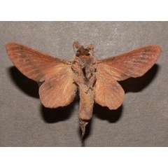 /filer/webapps/moths/media/images/M/meloui_Pallastica_AM_Goffb_01.JPG