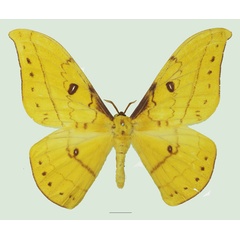 /filer/webapps/moths/media/images/G/genoviefae_Tagoropsis_AM_Basquin_02a.jpg