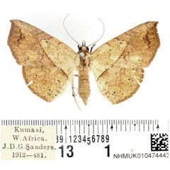 /filer/webapps/moths/media/images/O/odorino_Pleuronodes_AF_BMNH_01.jpg