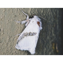 /filer/webapps/moths/media/images/C/chionostola_Afraltha_A_Roland_01_ThK4tC6.jpg