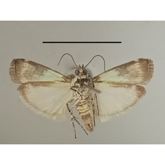 /filer/webapps/moths/media/images/V/viridella_Gaana_A_MGCLb_01.jpg
