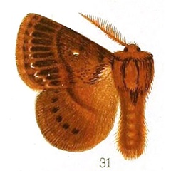/filer/webapps/moths/media/images/L/leucocyma_Anadiasa_HT_Hampson_4-51.jpg