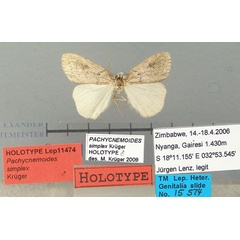 /filer/webapps/moths/media/images/S/simplex_Pachycnemoides_HT_TMSA.jpg