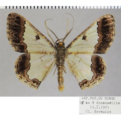 /filer/webapps/moths/media/images/T/triangularis_Zamarada_AM_ZSMa.jpg