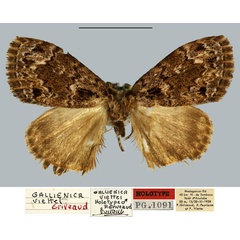 /filer/webapps/moths/media/images/V/viettei_Gallienica_HT_MNHN.jpg