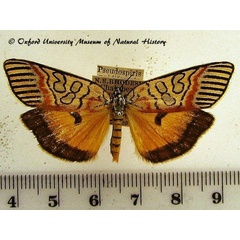 /filer/webapps/moths/media/images/P/paidiformis_Pseudospiris_A_OUMNH_01.jpg