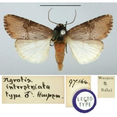 /filer/webapps/moths/media/images/I/interstriata_Agrotis_LT_BMNH.jpg