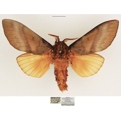 /filer/webapps/moths/media/images/R/robusta_Gonometa_AM_TMSA_02.jpg