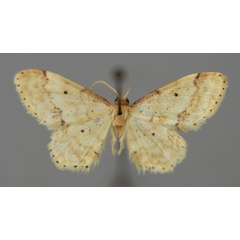 /filer/webapps/moths/media/images/H/hardenbergi_Idaea_A_ZSM_01.jpg