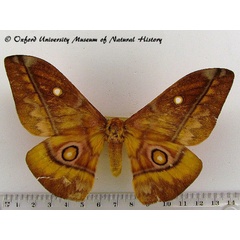 /filer/webapps/moths/media/images/W/wahlbergii_Gonimbrasia_A_OUMNH_01.jpg