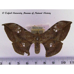 /filer/webapps/moths/media/images/A/adiegetum_Orthogonioptilum_AF_OUMNH_01.jpg