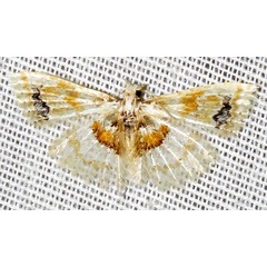 /filer/webapps/moths/media/images/P/phanerarcha_Alucita_A_Braun_02.jpg