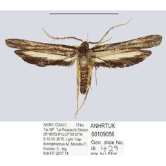 /filer/webapps/moths/media/images/T/taiensis_Ptilothyris_HT_ANHRT.jpg