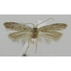 /filer/webapps/moths/media/images/P/pustulata_Anarsia_A_ZMHB.jpg