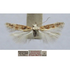 /filer/webapps/moths/media/images/O/ornata_Aristotelia_MHT_TMSA.jpg