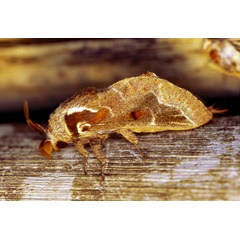 /filer/webapps/moths/media/images/J/jansei_Streblote_A_Roland_01.jpg