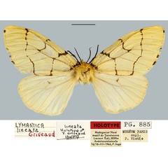 /filer/webapps/moths/media/images/L/lineata_Lymantica_HT_MNHN.jpg