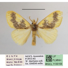 /filer/webapps/moths/media/images/D/dewitzi_Euproctis_AM_MGCLa_01.JPG
