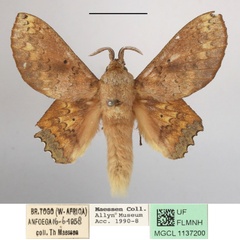 /filer/webapps/moths/media/images/A/arnoldi_Morongea_AM_MGCLa_01.JPG