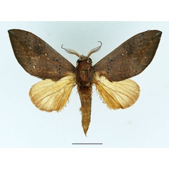 /filer/webapps/moths/media/images/D/destituta_Brachychira_AM_Basquin_02.jpg