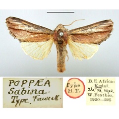 /filer/webapps/moths/media/images/S/sabina_Poppaea_HT_BMNH.jpg