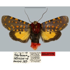 /filer/webapps/moths/media/images/R/ratovosoni_Adaphaenura_HT_MNHNa.jpg