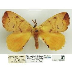 /filer/webapps/moths/media/images/B/bipunctatus_Stenoglene_AM_NHMUK_02.jpg