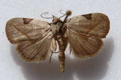 Odontestis prosticta