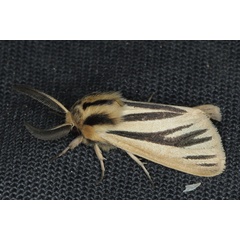 /filer/webapps/moths/media/images/I/internigralis_Estigmene_A_Heyns_01.JPG