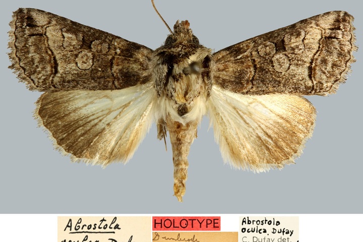 /filer/webapps/moths/media/images/O/oculea_Abrostola_HT_MNHN.jpg