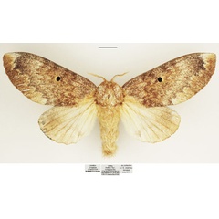 /filer/webapps/moths/media/images/M/maputuana_Dinometa_AF_TMSA.jpg