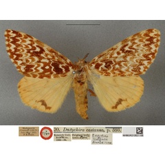 /filer/webapps/moths/media/images/C/castanea_Dasychira_HT_NHMUKa.jpg