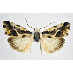 /filer/webapps/moths/media/images/N/nephele_Acontia_AM_NHMO.jpg