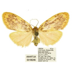 /filer/webapps/moths/media/images/S/spurrelli_Palaeugoa_AF_ANHRT.jpg