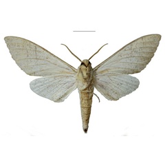 /filer/webapps/moths/media/images/U/usambaraensis_Neoclanis_HT_EMEMb.jpg