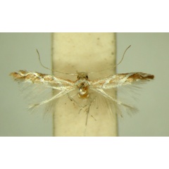 /filer/webapps/moths/media/images/G/grewiaecola_Phyllonorycter_ PT_TMSA6371.jpg