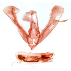/filer/webapps/moths/media/images/I/intricata_Athetis_GMHT_TMSA_13740.jpg