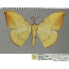 /filer/webapps/moths/media/images/A/aurora_Milocera_PTM_ZSMa.jpg